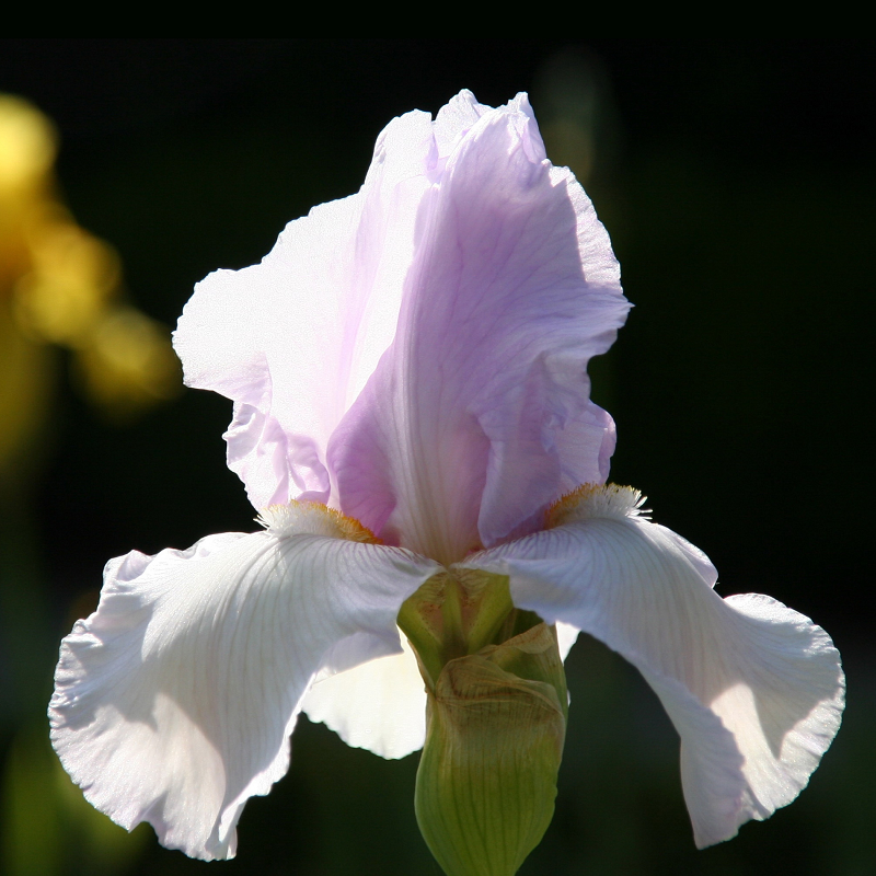 falletta.eth Ethereum Name Service (ENS and .eth domain) PFP